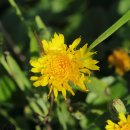 양지-2790 이미지