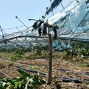 동광리-19 이미지