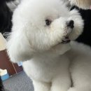 댕댕댕 애견유치원 | 장유 멍스테이 애견미용하러 가서 놀이터도 이용했어요