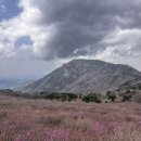 [공지] 대구 비슬산 등산 코스(유가사 - 정상 - 참꽃 군락지 - 대견사 - 주차장). 진달래 개화 상황...