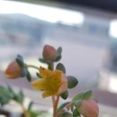 꼬치핀다 이미지