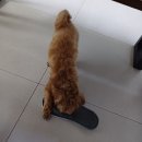 까사델뻬로 이미지