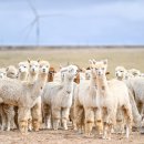 알파카(ALPACA)
