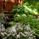 핑크 체리 이미지