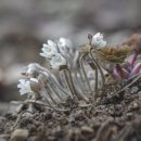 ◆(사진)노루귀 &amp; ◆청계산 변산바람꽃 이미지