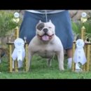 AMERICAN BULLY STUD CHAMPION M.C. HAMMER_(360p) 이미지