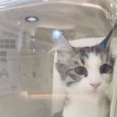 고촌동물병원 이미지