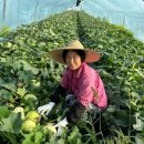 백자농장 이미지