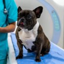 코지동물의료센터 이미지