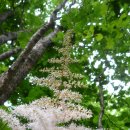 숲속향기 이미지