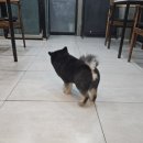 왈왈이 (무실점) 이미지