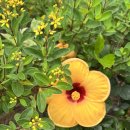 롯데미쓰이화학(주) | 베트남 나트랑 뗏기간 쇼핑리스트 롯데마트 뷰모리샵