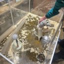 (주)맛미유앤아이 | 용인 동물원 수달카페, 수달앤쥬 방문 후기:0) (feat. 카피바라)