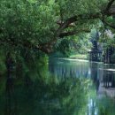 재현농장 | 일본 나가노 여행 아즈미노 다이오 와사비 농장