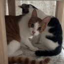 코타츠 | 차차네점빵 냥냥이 코타츠 내돈내산 후기｜사계절 사용하는 고양이 숨숨집