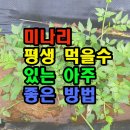 미나리 평생 먹을수 있는 아주 좋은 방법 이미지