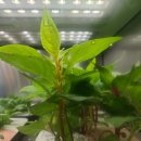 이슬전자 이미지