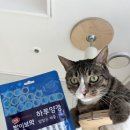 고양이 하루 | 밥이보약 하루양갱, 고양이 다이어트 건강 간식 후기