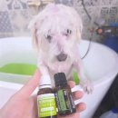 고려 애견 미용실 이미지