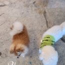 dog's 애견샵 이미지