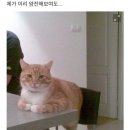 먹도리 네이버블로그