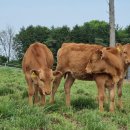 대곡목장 이미지