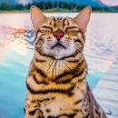 냥스타그램 이미지