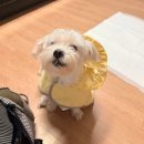 이츠펫 | 이츠펫 호매실점 내돈내산 후기 반려동물 리퍼브 제품 할인매장