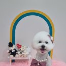 언제나 사랑할개 이미지