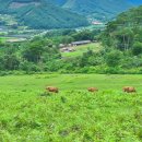 스위스목장 이미지