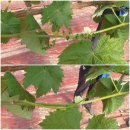 화수농장 이미지