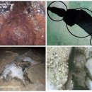 괴물 신드롬 이미지