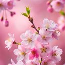 벚꽃 이미지