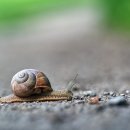 바쁜달팽이