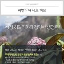나드 이미지