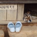 서당개