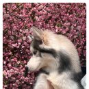 다산 애견훈련소 이미지