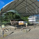 바둑이농장 | 보령 아이와 가볼만한 곳 바둑이네 동물원 내돈내산 솔직후기