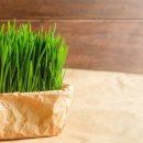 새싹피티 이미지