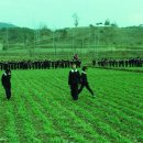 보리밟기 해 보셨나요(1966년 ) 이미지