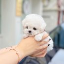 해피애견타운강아지분양서울본점 말티푸 미니비숑프리제 포메 이미지