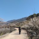 매화마을길 이미지