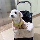 (주)레토 | 레토 프리미엄 풀오토 사계절 강아지 유모차 후기