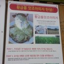 황금룡빅버거 이미지