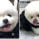 스타견 이미지