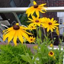 루드베키아 이미지