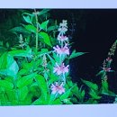 초석잠의 효능 (제가 마당 앞에 초석잠을 심어서 수확할 예정 ) 이미지