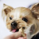 BOB 애견용품 아울렛 이미지