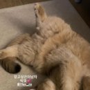 샤인모어 이미지