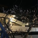 벗바리